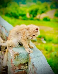 PERSIAN CAT ( Tripple coat ) 0