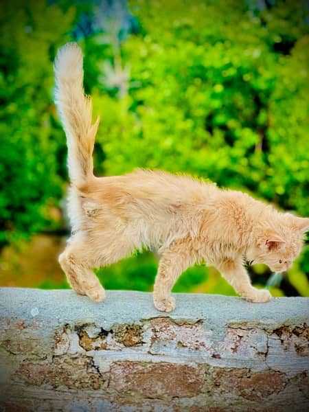 PERSIAN CAT ( Tripple coat ) 4