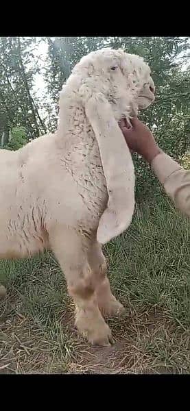 Sheep| kakah kajla Chatra | ککہ  كجلا چھترا 0