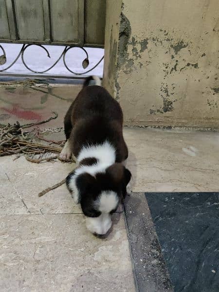 Labrador cross puppy 5