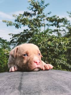 american pitbull puppies for sale