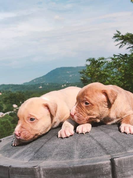 american pitbull puppies for sale 1