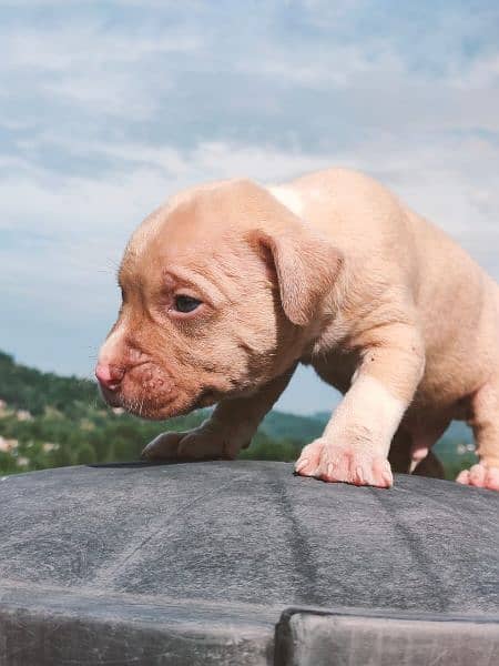 american pitbull puppies for sale 2