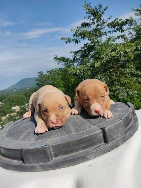 american pitbull puppies for sale 3