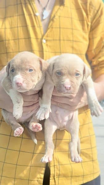 american pitbull puppies for sale 4