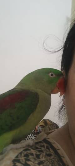 parrotts