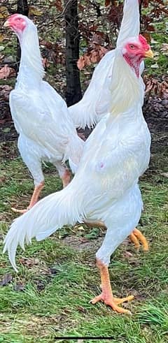 Shamo chicks