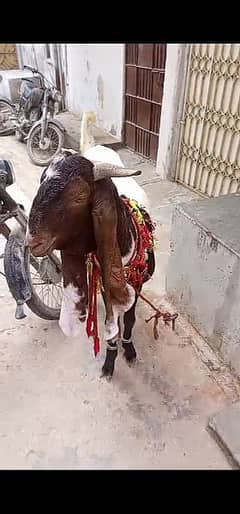 bakra