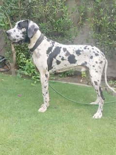 great Dane dog 03228076142