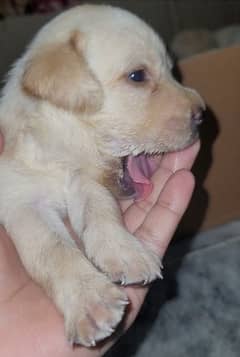High Quality Labrador Puppies for Sale!