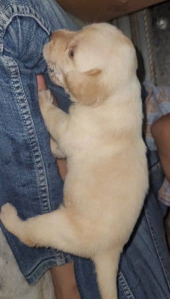High Quality Labrador Puppies for Sale! 2