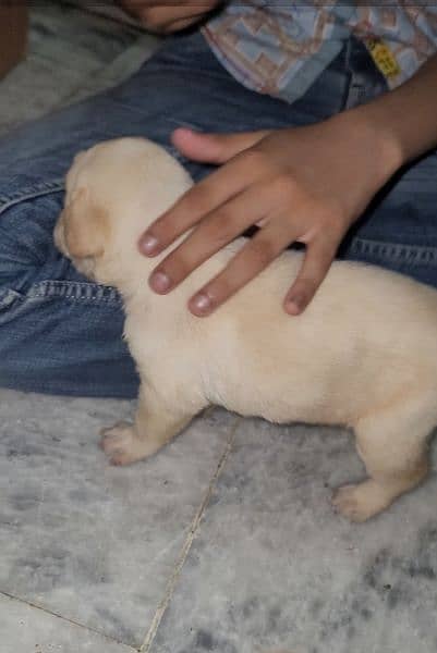 High Quality Labrador Puppies for Sale! 3