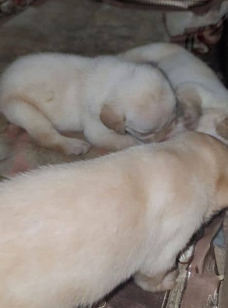 High Quality Labrador Puppies for Sale! 4