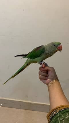 RAW PARROT FULL HAND TAMED ACTIVE AND HEALTHY