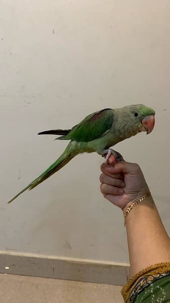 RAW PARROT FULL HAND TAMED ACTIVE AND HEALTHY 1