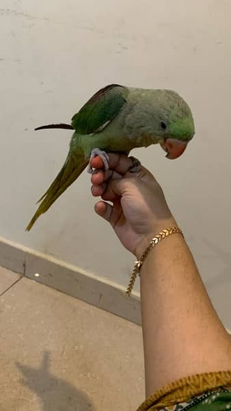 RAW PARROT FULL HAND TAMED ACTIVE AND HEALTHY 2