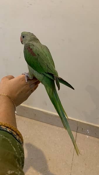 RAW PARROT FULL HAND TAMED ACTIVE AND HEALTHY 3