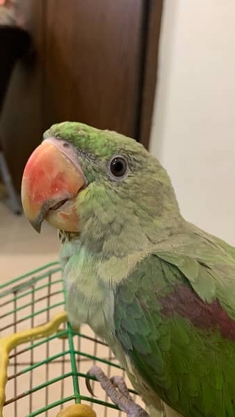 RAW PARROT FULL HAND TAMED ACTIVE AND HEALTHY 4