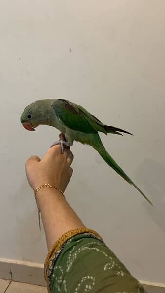 RAW PARROT FULL HAND TAMED ACTIVE AND HEALTHY 7