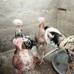 Ayam cemani white, Aseel, Australoap