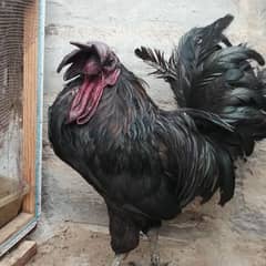 Aseel,Ayam cemani white, Australoap