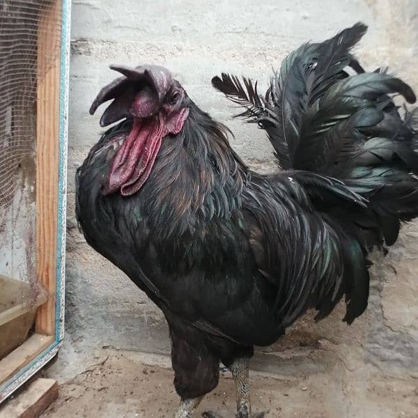 Ayam cemani white, Aseel, Australoap 1