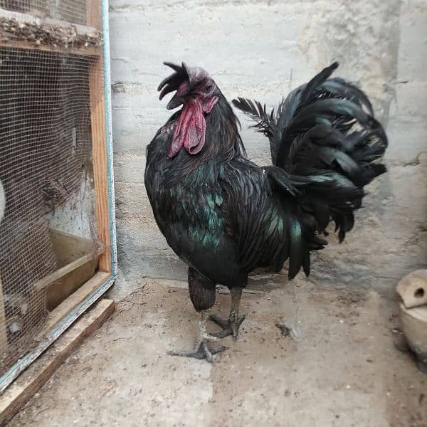 Ayam cemani white, Aseel, Australoap 2