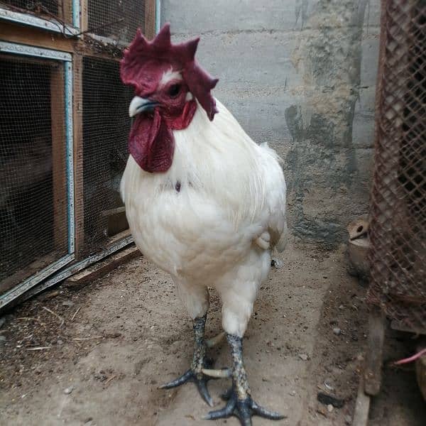 Ayam cemani white, Aseel, Australoap 3