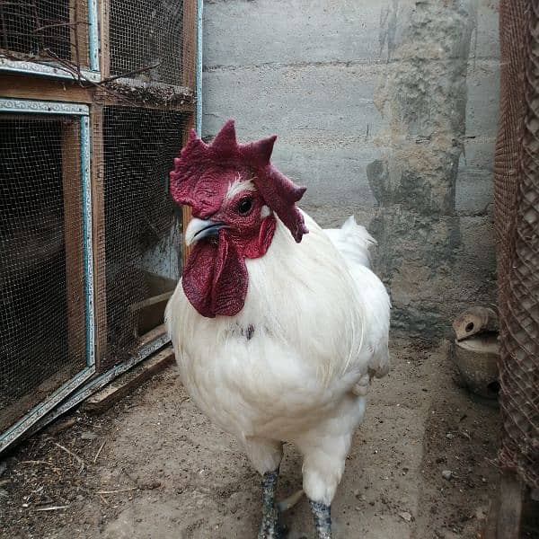 Ayam cemani white, Aseel, Australoap 4