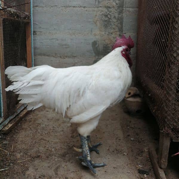 Ayam cemani white, Aseel, Australoap 5