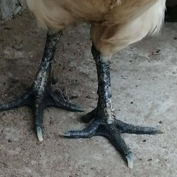 Ayam cemani white, Aseel, Australoap 6