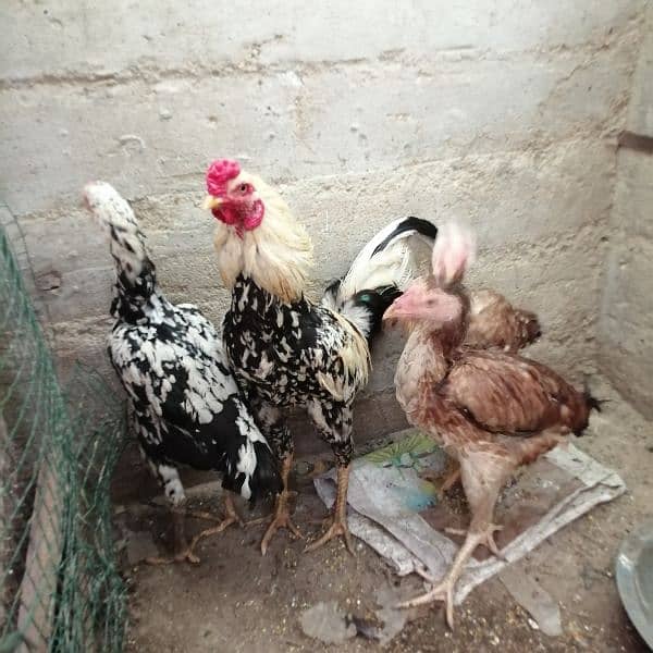 Ayam cemani white, Aseel, Australoap 7