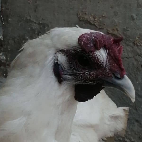 Ayam cemani white, Aseel, Australoap 8