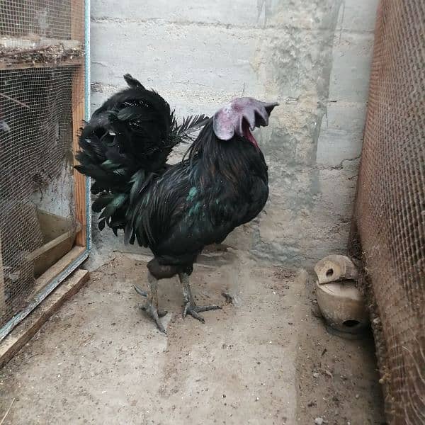 Ayam cemani white, Aseel, Australoap 11