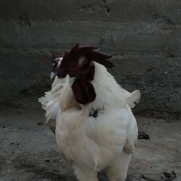 Ayam cemani white, Aseel, Australoap 13