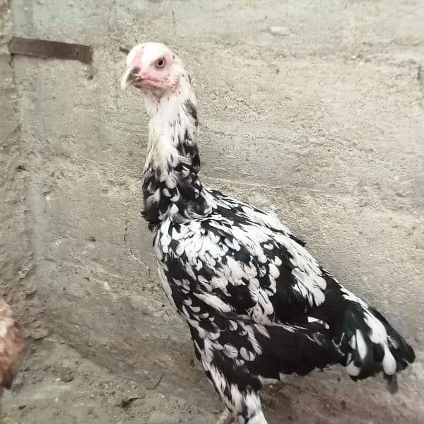 Ayam cemani white, Aseel, Australoap 19