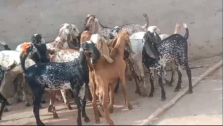 Goat | bakra | sheep | Breader | bakry | بکرا 0