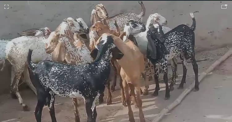 Goat | bakra | sheep | Breader | bakry | بکرا 1