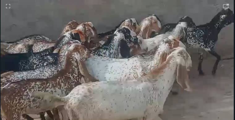 Goat | bakra | sheep | Breader | bakry | بکرا 2