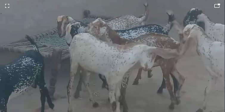 Goat | bakra | sheep | Breader | bakry | بکرا 4