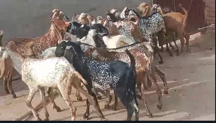 Goat | bakra | sheep | Breader | bakry | بکرا 6