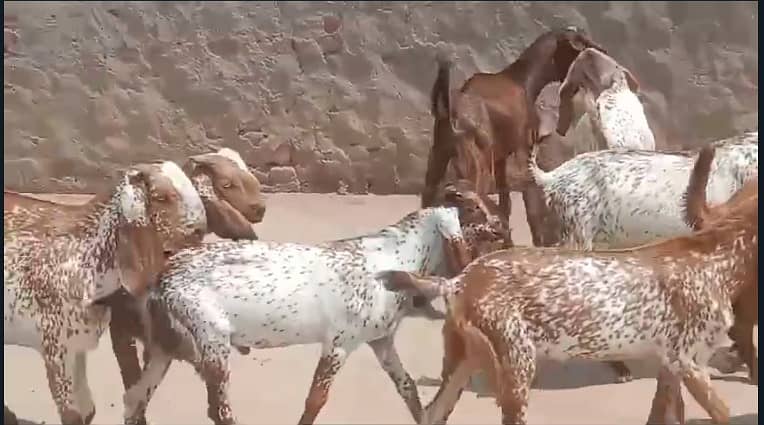 Goat | bakra | sheep | Breader | bakry | بکرا 9