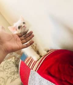 Pure Persian kitten