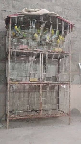 Australian parrot wd cage 1