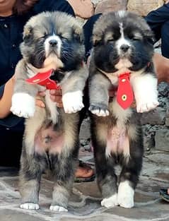 alabai dog pair male and female 2 month for sale cargo Al Pakistan