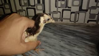 1.5 month heers chicks healthy