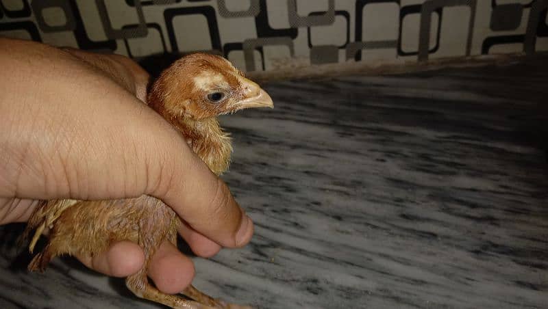 1.5 month heers chicks healthy 12