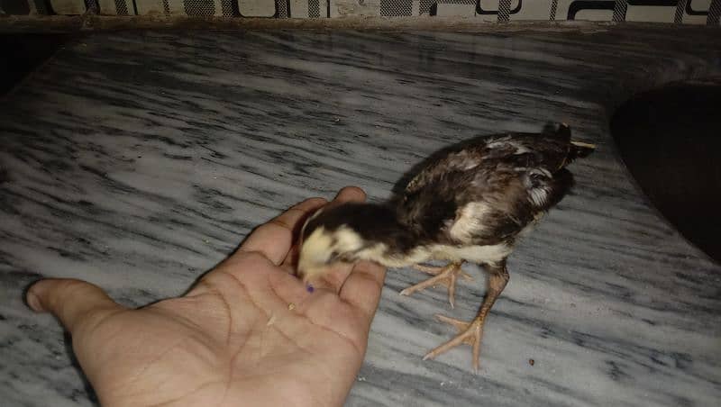 1.5 month heers chicks healthy 16