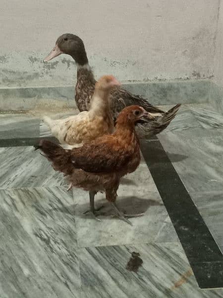 1 murgha or 3 murghian 1 duck 2 duck k chuzay 0