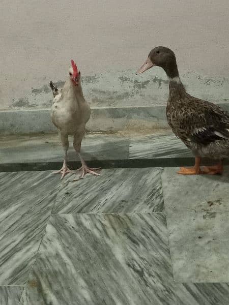 1 murgha or 3 murghian 1 duck 2 duck k chuzay 6